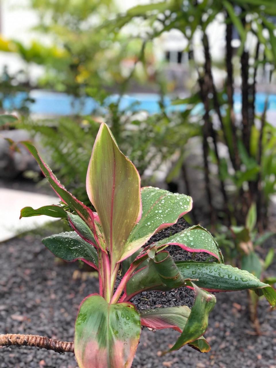 Tucan Resort & Spa Paramaribo Esterno foto